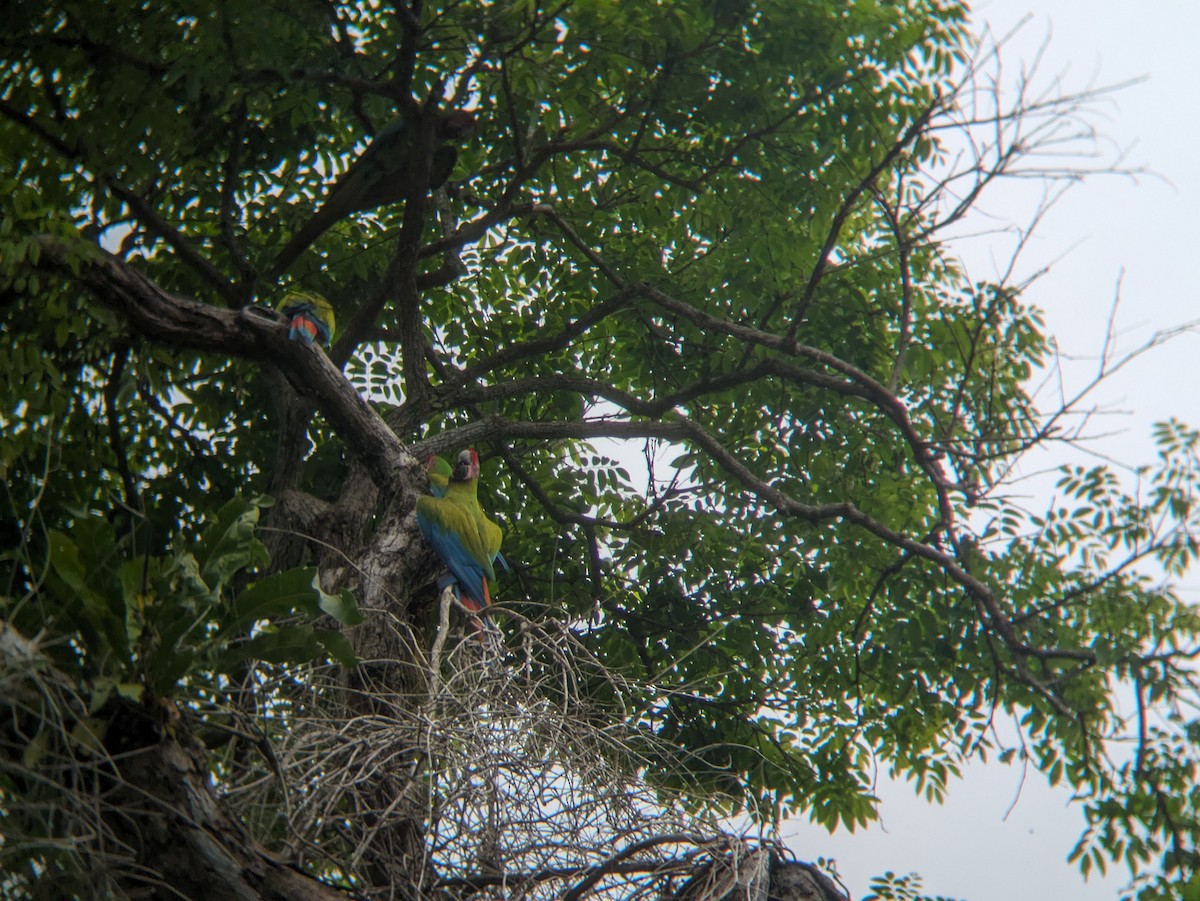 Great Green Macaw - ML618357399