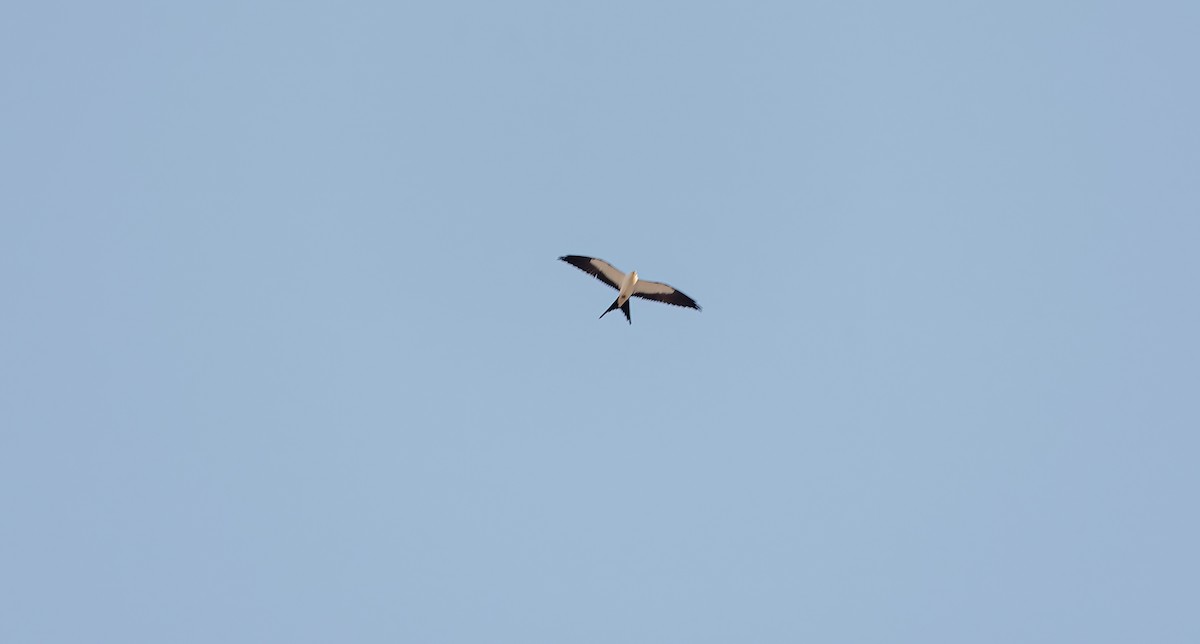 Swallow-tailed Kite - ML618357453