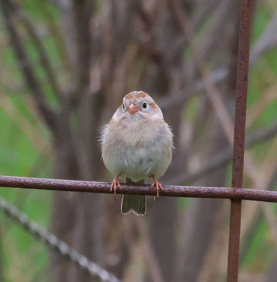 Field Sparrow - ML618357459
