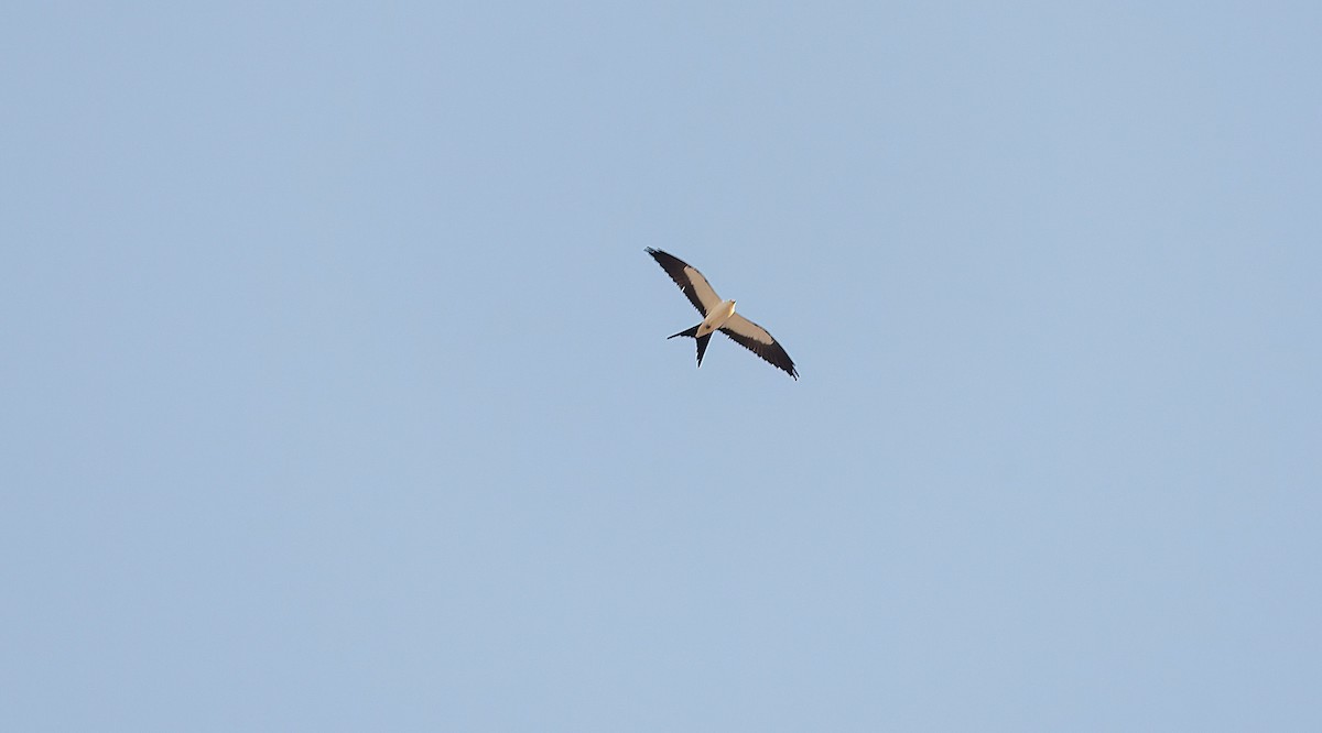 Swallow-tailed Kite - ML618357467