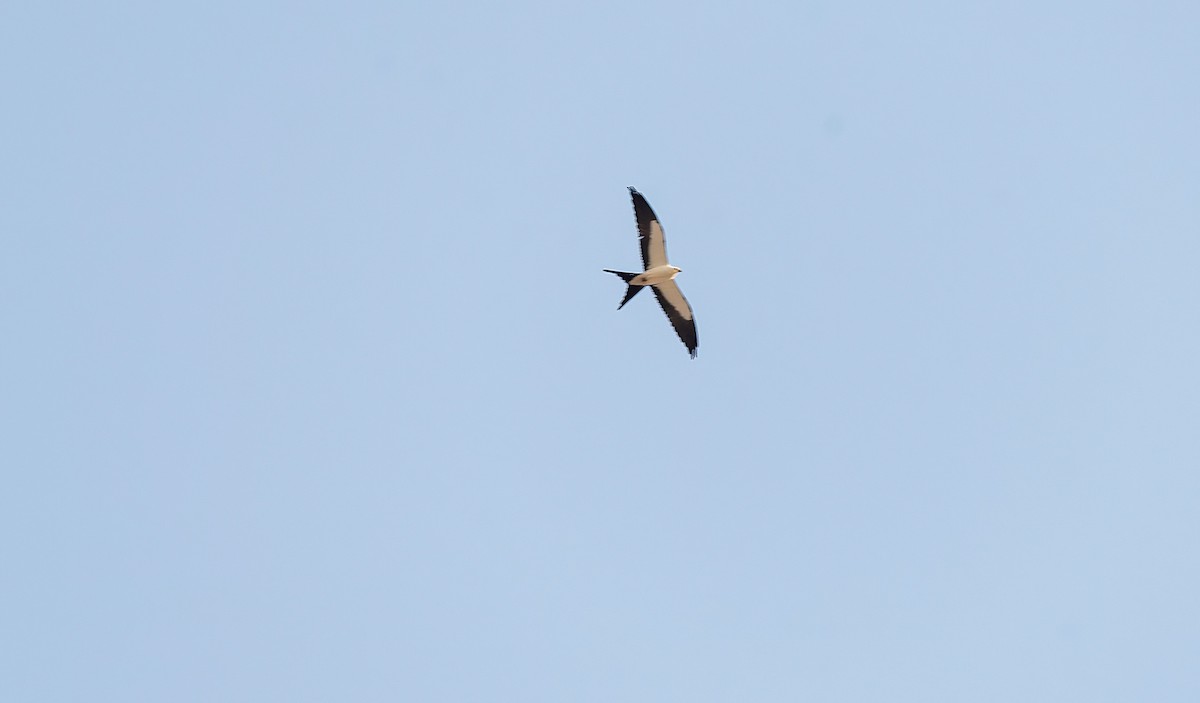 Swallow-tailed Kite - Rolando Tomas Pasos Pérez