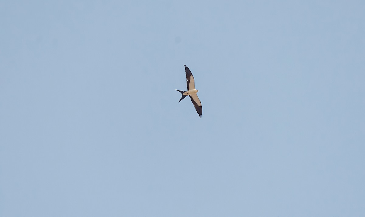 Swallow-tailed Kite - ML618357474