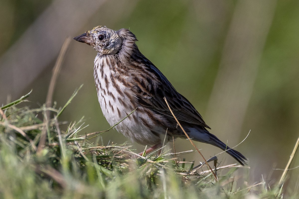 Savannah Sparrow - ML618357481