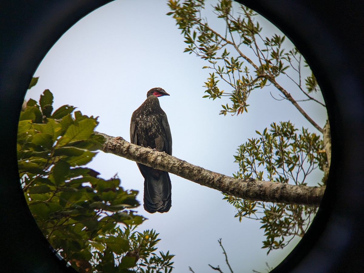 Crested Guan - ML618357494