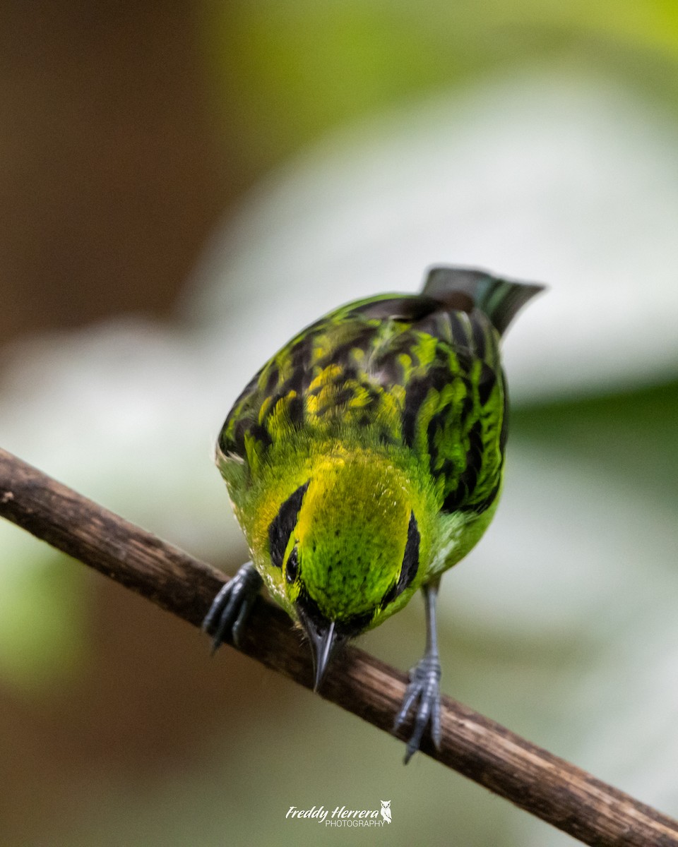 Emerald Tanager - ML618357513