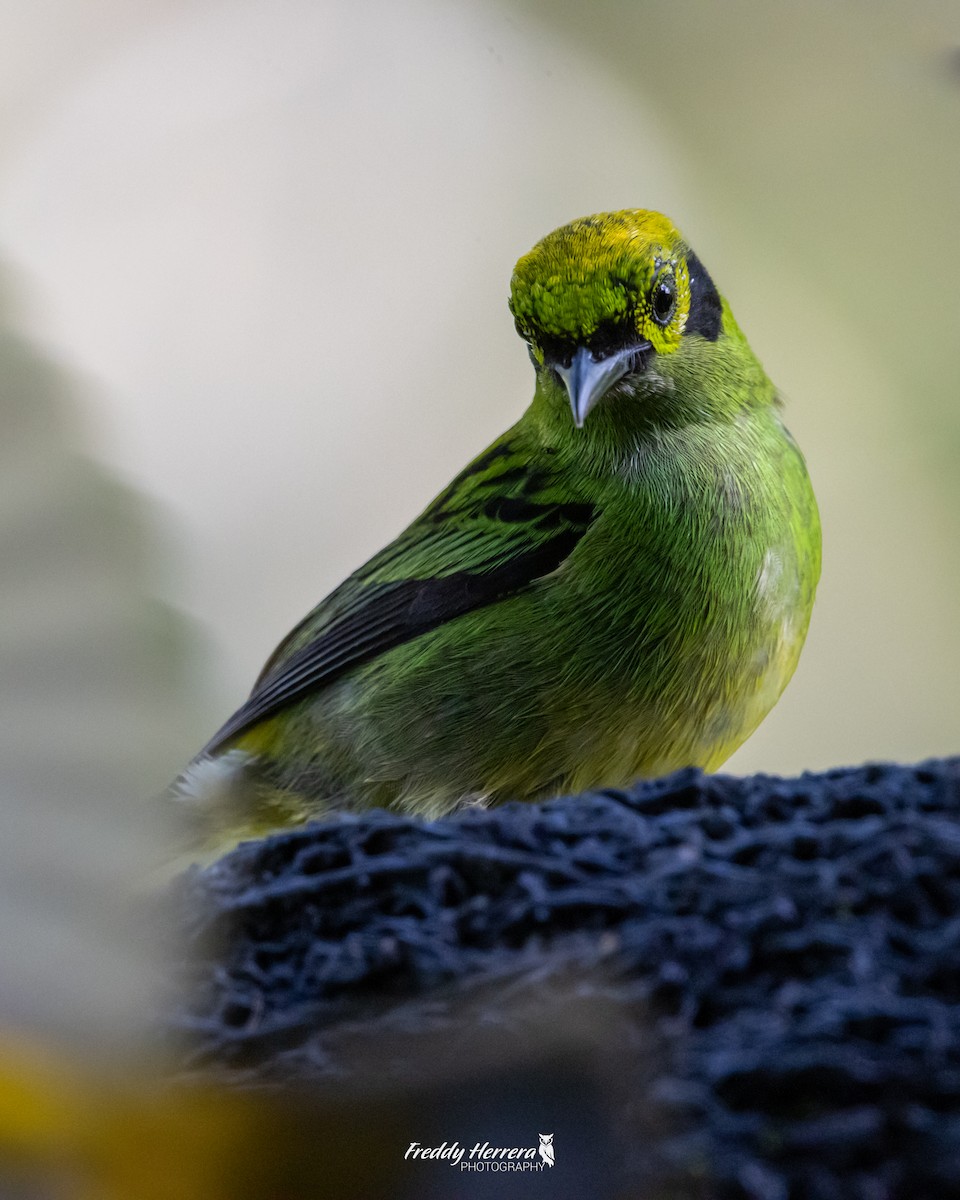 Emerald Tanager - ML618357514