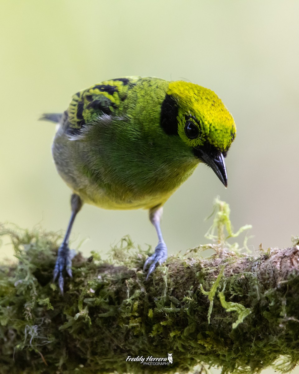 Emerald Tanager - ML618357518