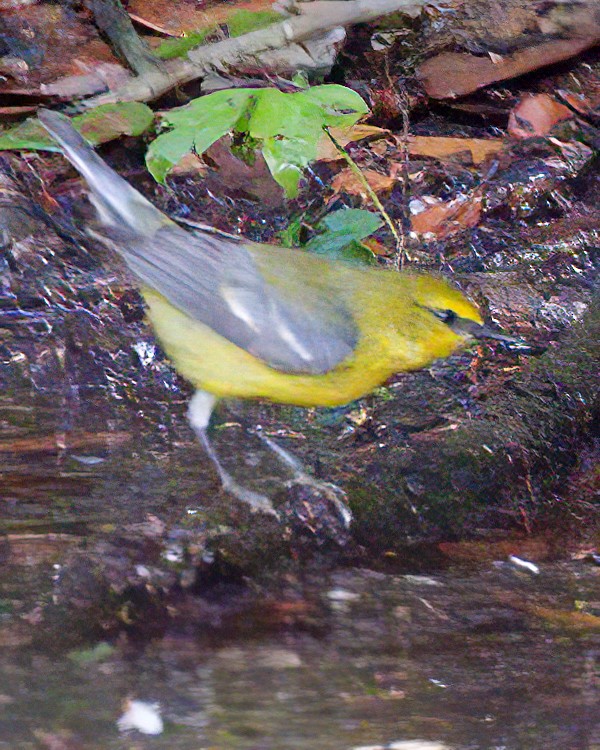 Blue-winged Warbler - Jonathan Dowell