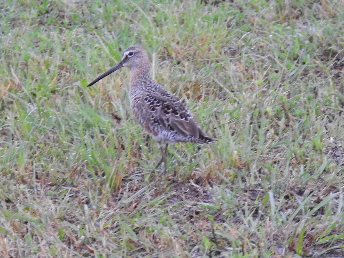 Long-billed Dowitcher - ML618357545