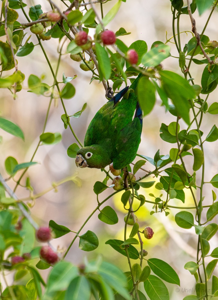 Olive-throated Parakeet - ML618357555
