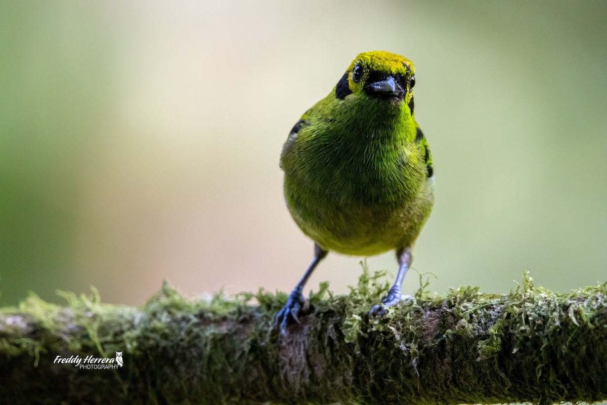 Emerald Tanager - ML618357560