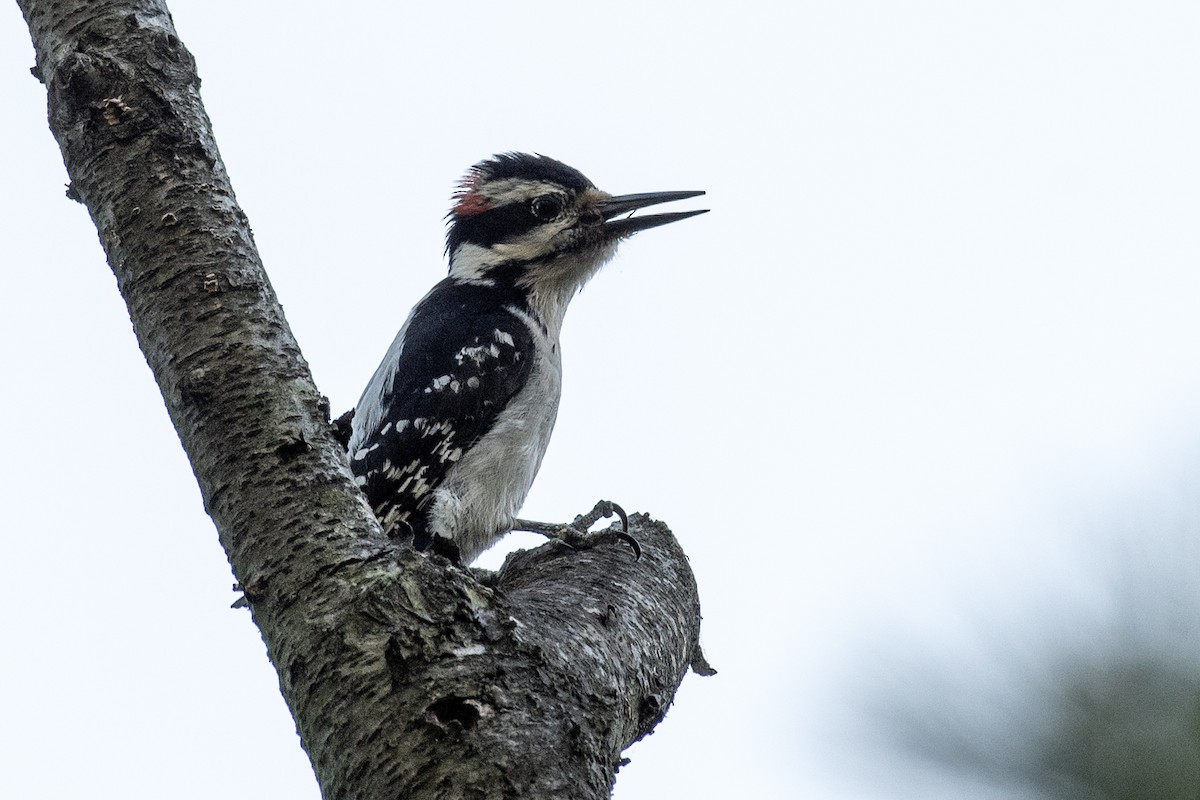 Hairy Woodpecker (Eastern) - ML618357568