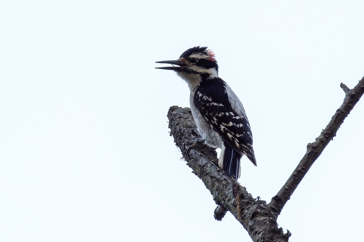 Hairy Woodpecker (Eastern) - ML618357569