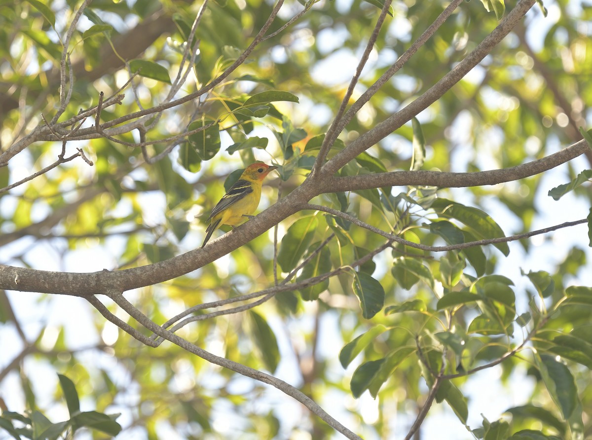 Western Tanager - ML618357583