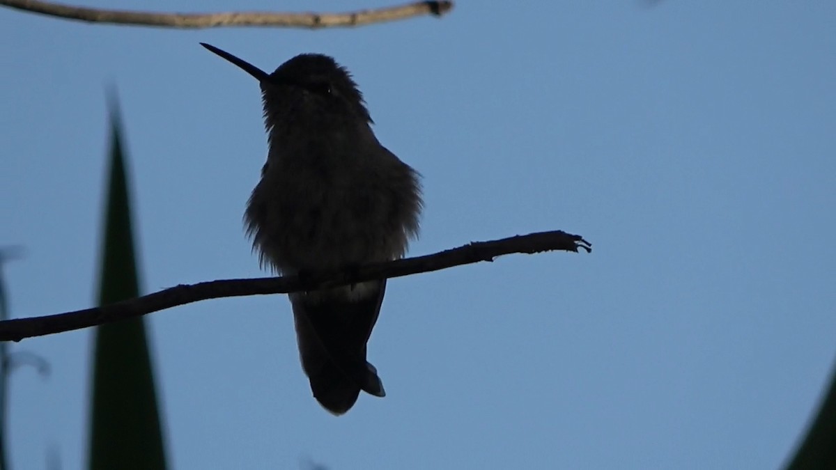 Anna's Hummingbird - ML618357631