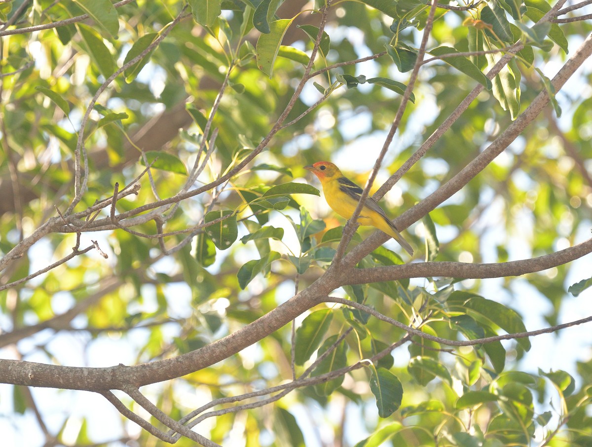 Western Tanager - ML618357657