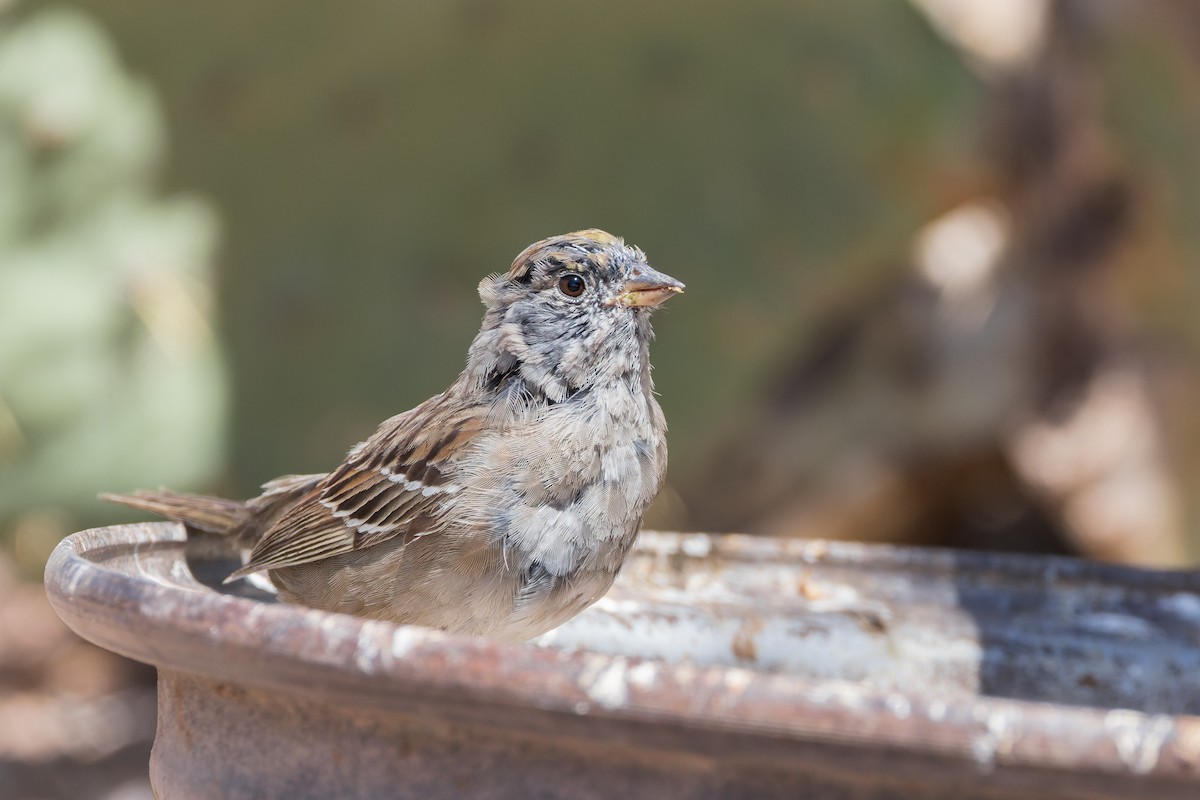 Golden-crowned Sparrow - ML618357667