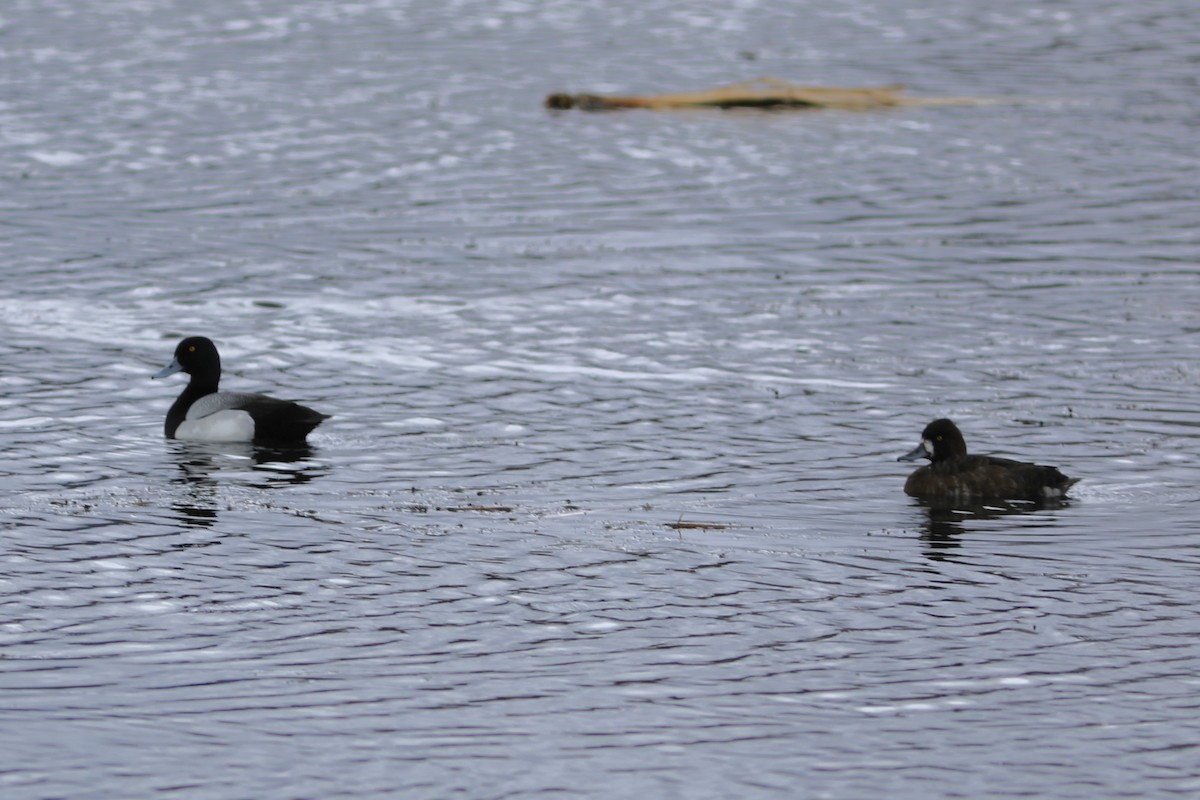 Greater Scaup - ML618357677