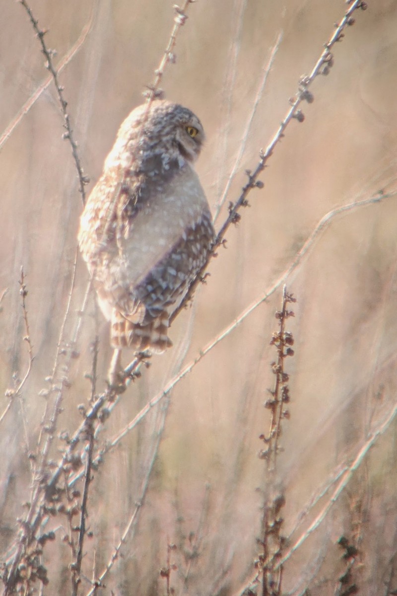 Burrowing Owl - ML618357697