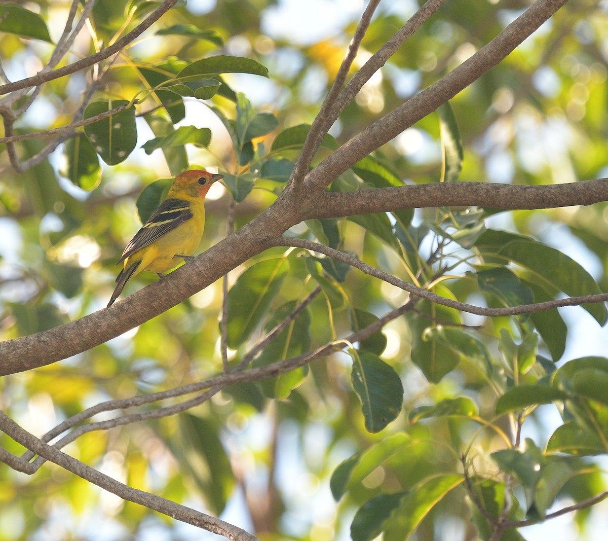Western Tanager - Anonymous