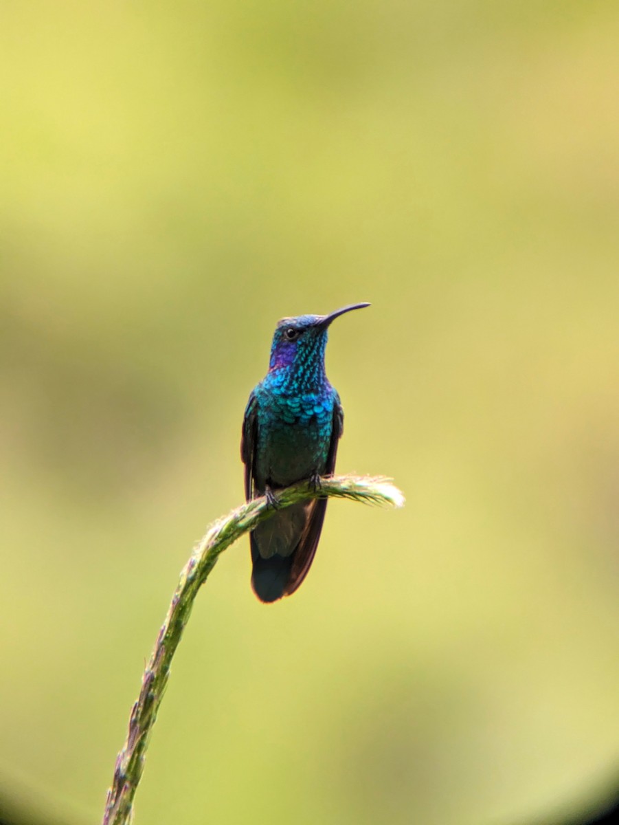 kolibřík modrouchý - ML618357727
