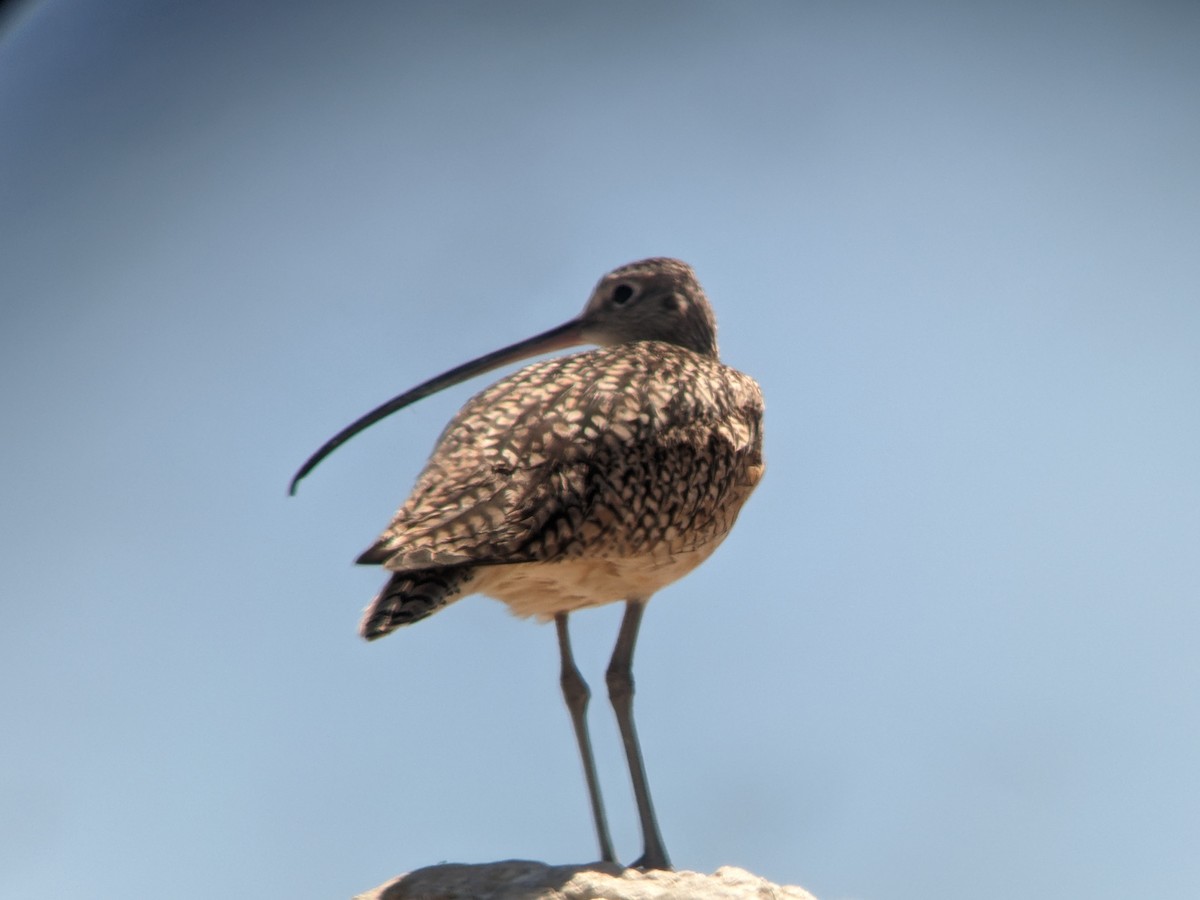 Long-billed Curlew - ML618357739