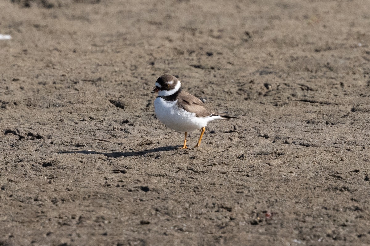 Semipalmated Plover - ML618357765
