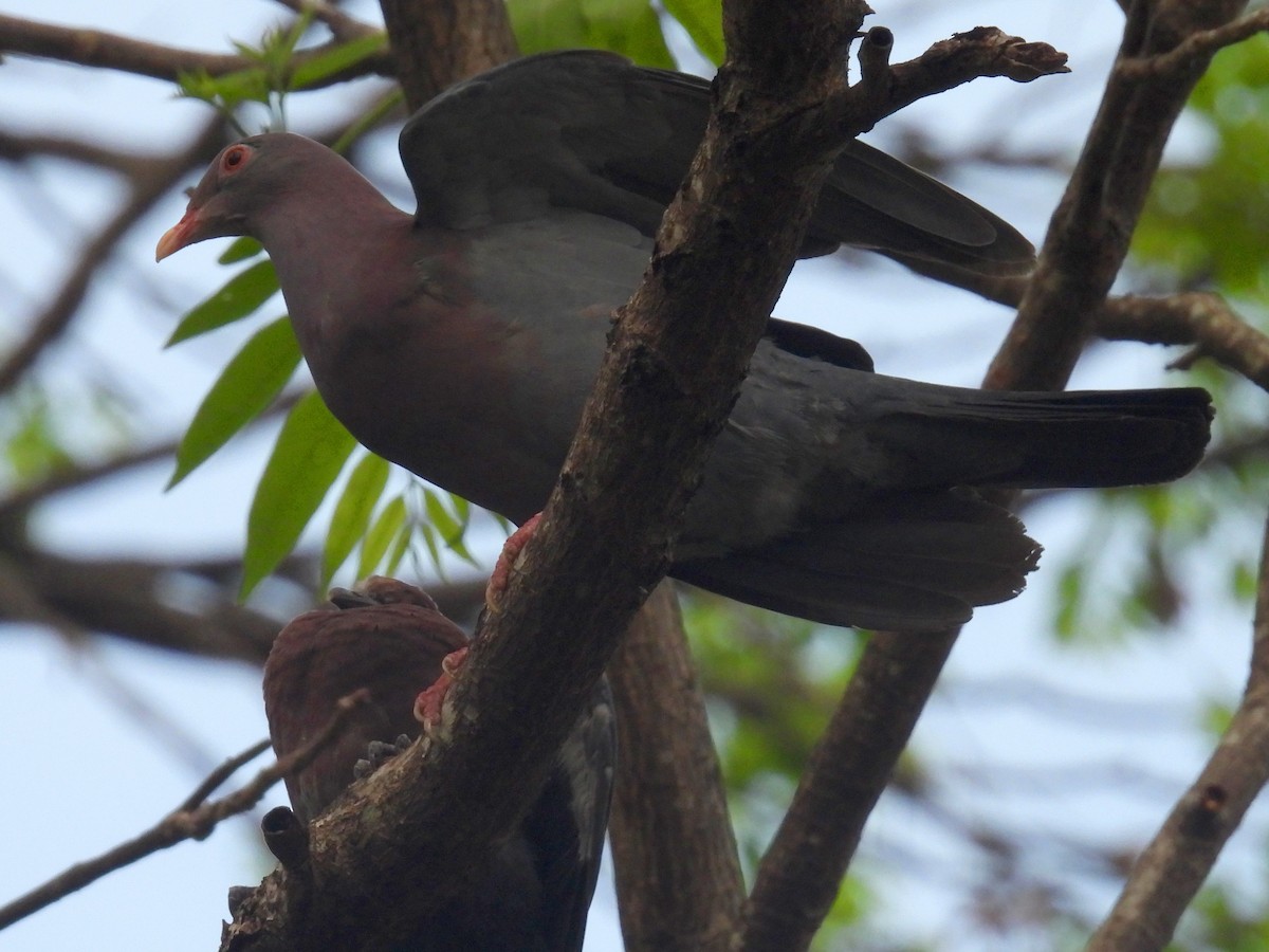 holub středoamerický - ML618357790