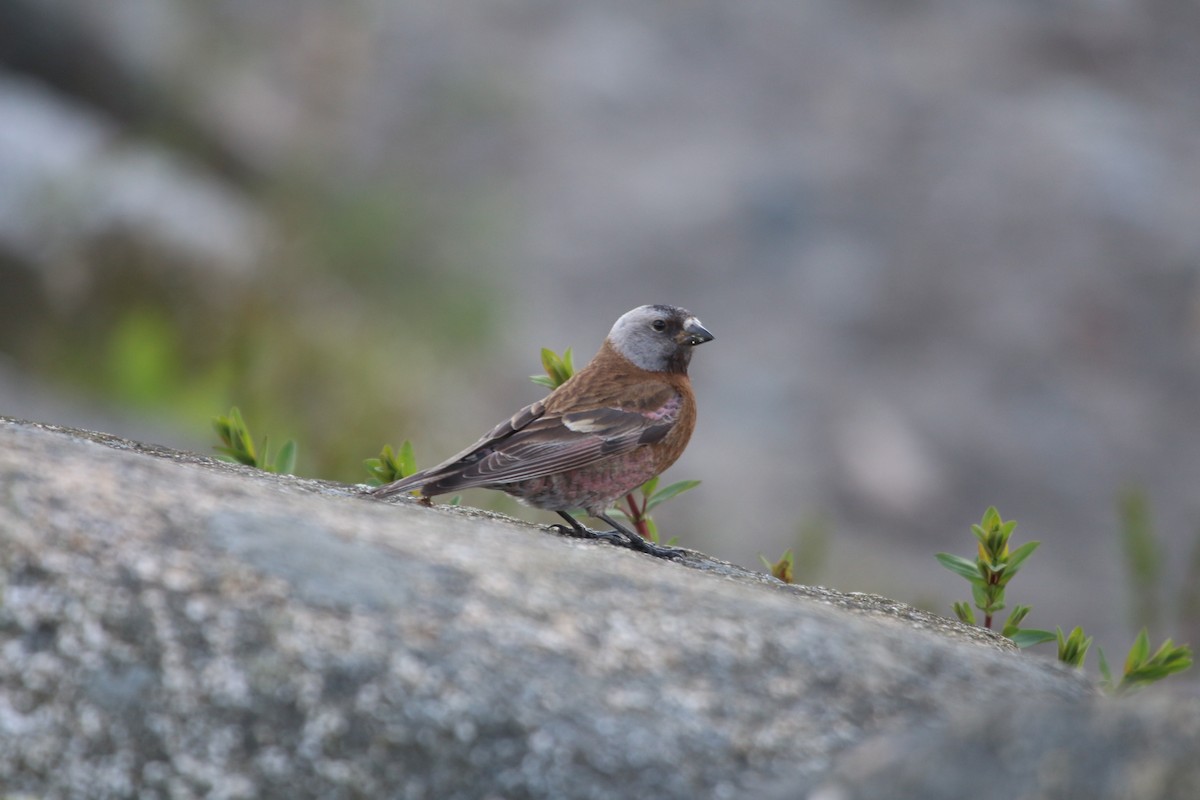 Gray-crowned Rosy-Finch - ML618357794