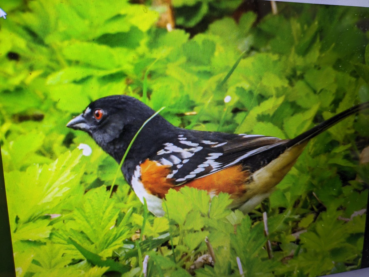 Spotted Towhee - ML618357804