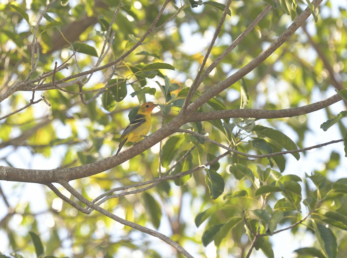 Western Tanager - ML618357824