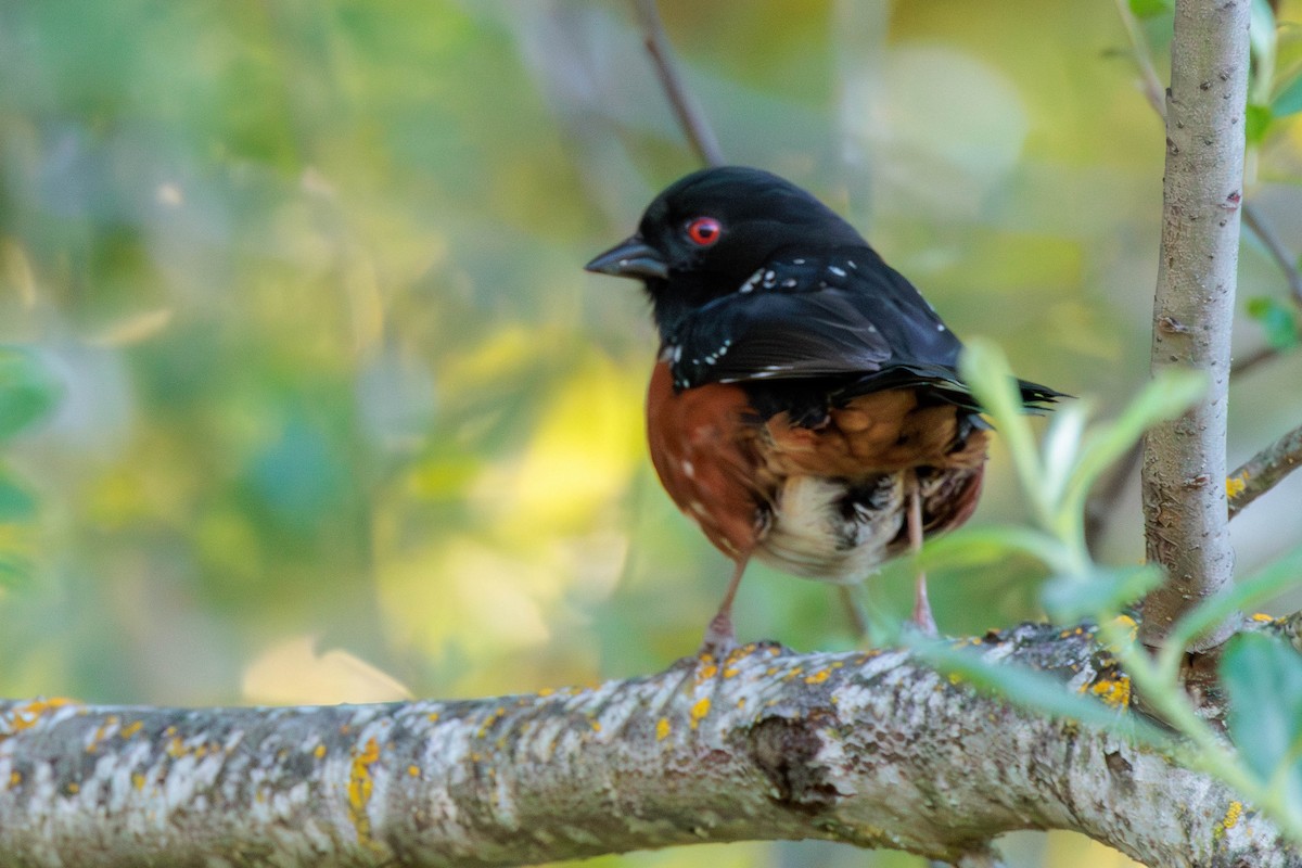 Spotted Towhee - ML618357861