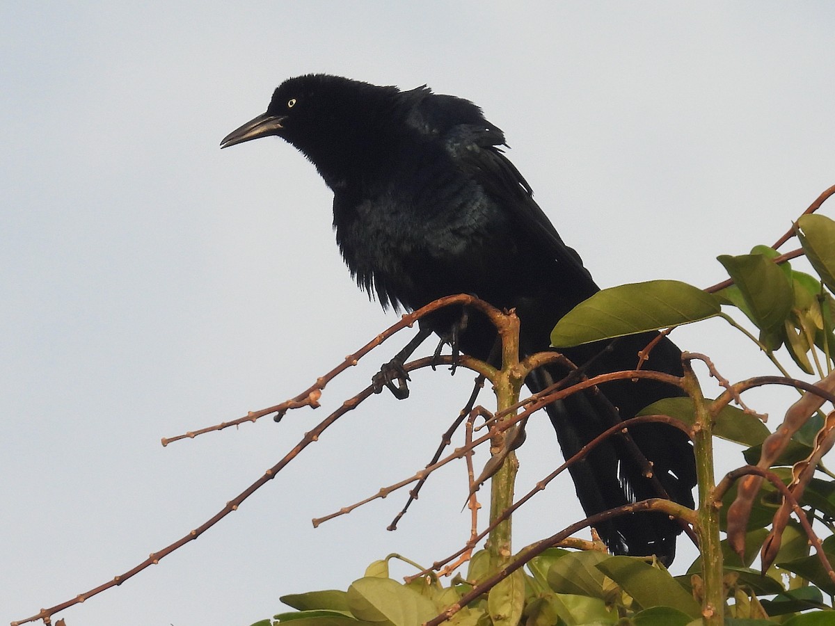 Great-tailed Grackle - ML618357895