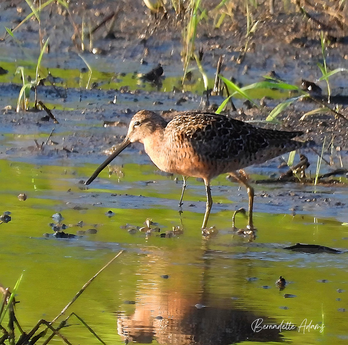 Long-billed Dowitcher - ML618357907