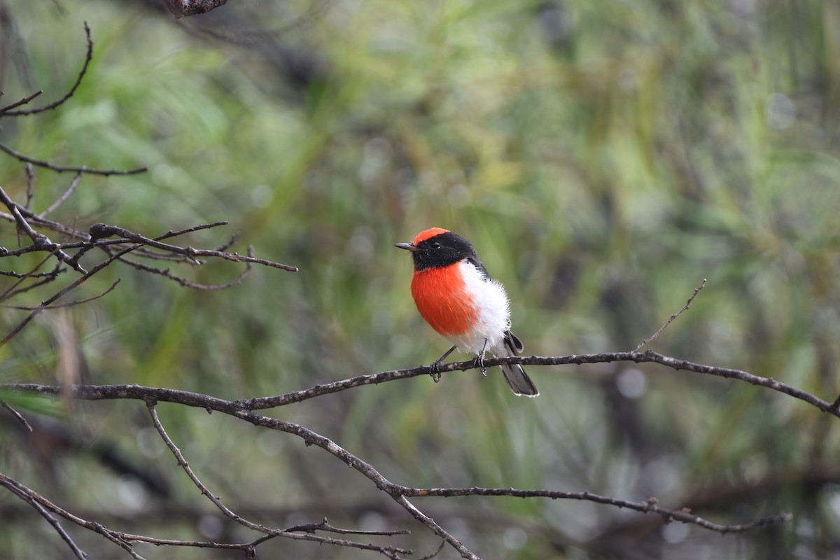 Red-capped Robin - ML618357941