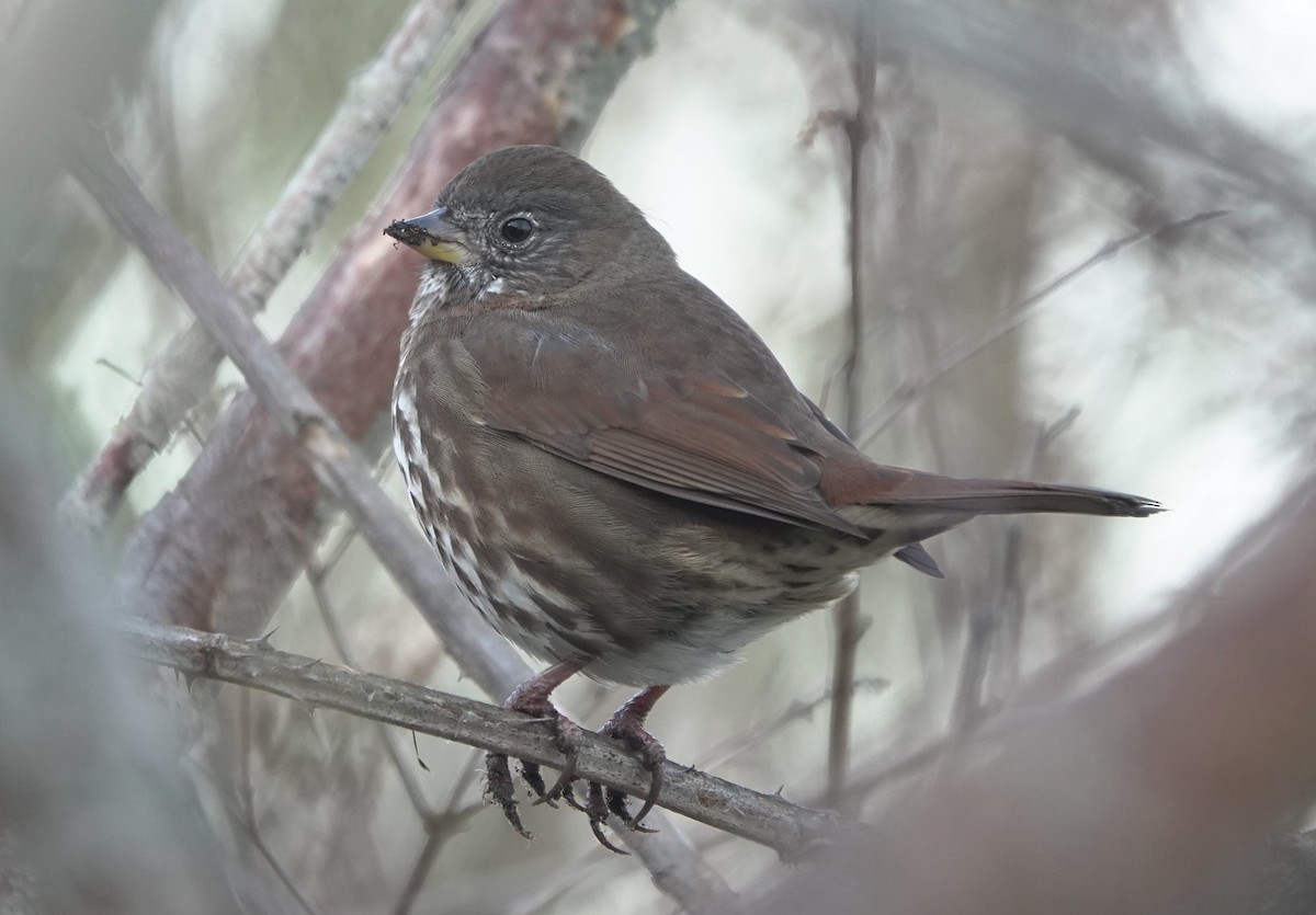 Fox Sparrow (Sooty) - ML618357944