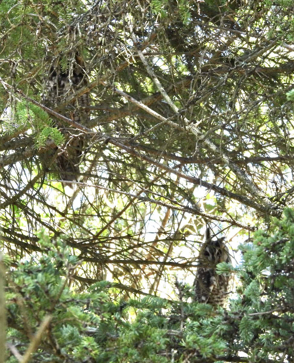 Long-eared Owl - ML618357978