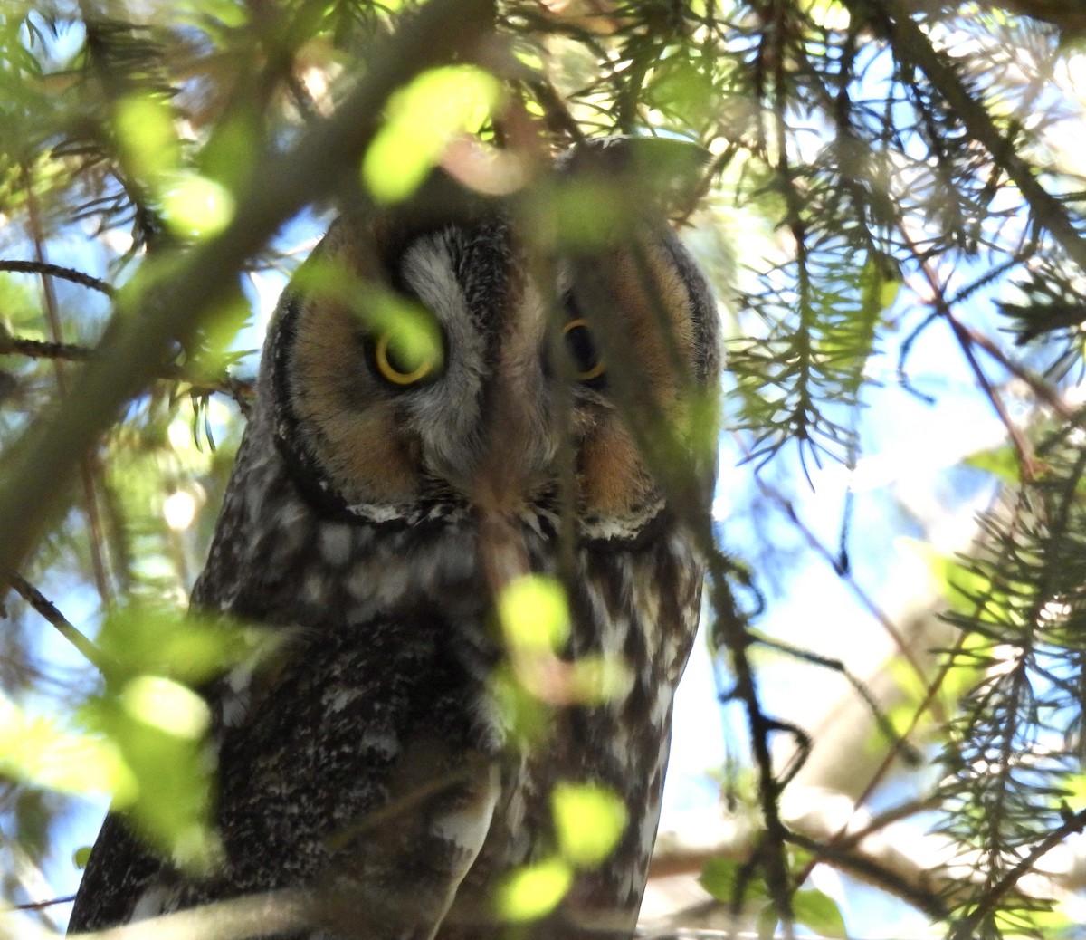 Long-eared Owl - ML618357979