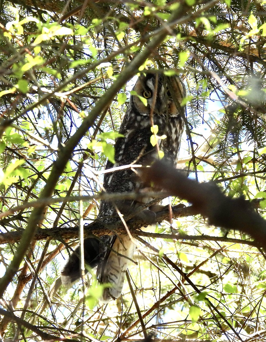 Long-eared Owl - ML618357980