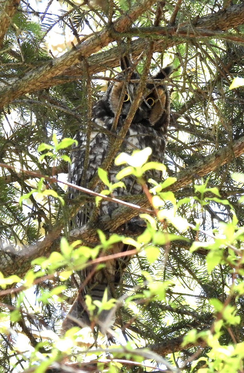 Long-eared Owl - ML618357981