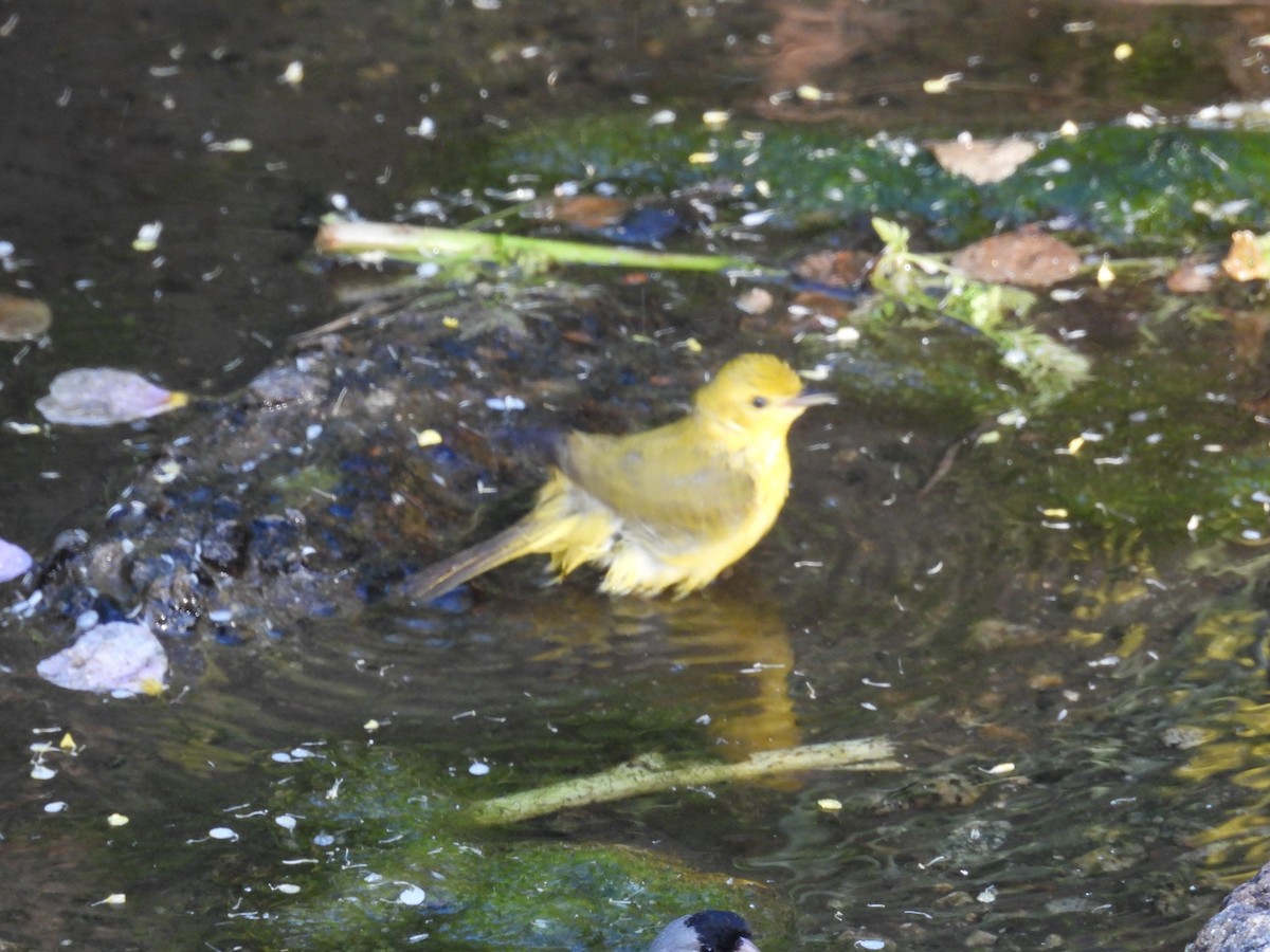 Western Tanager - ML618358045