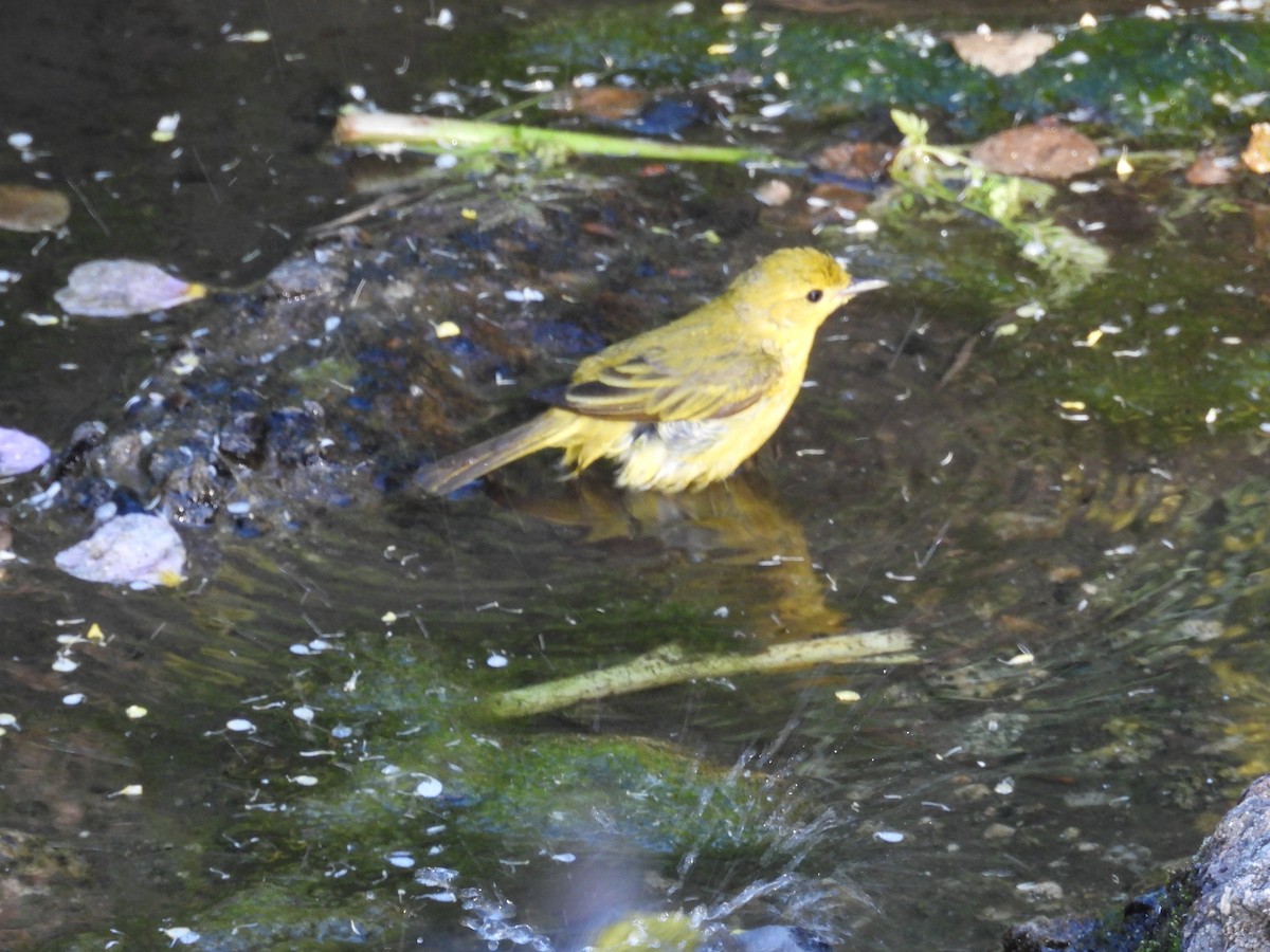 Western Tanager - ML618358047