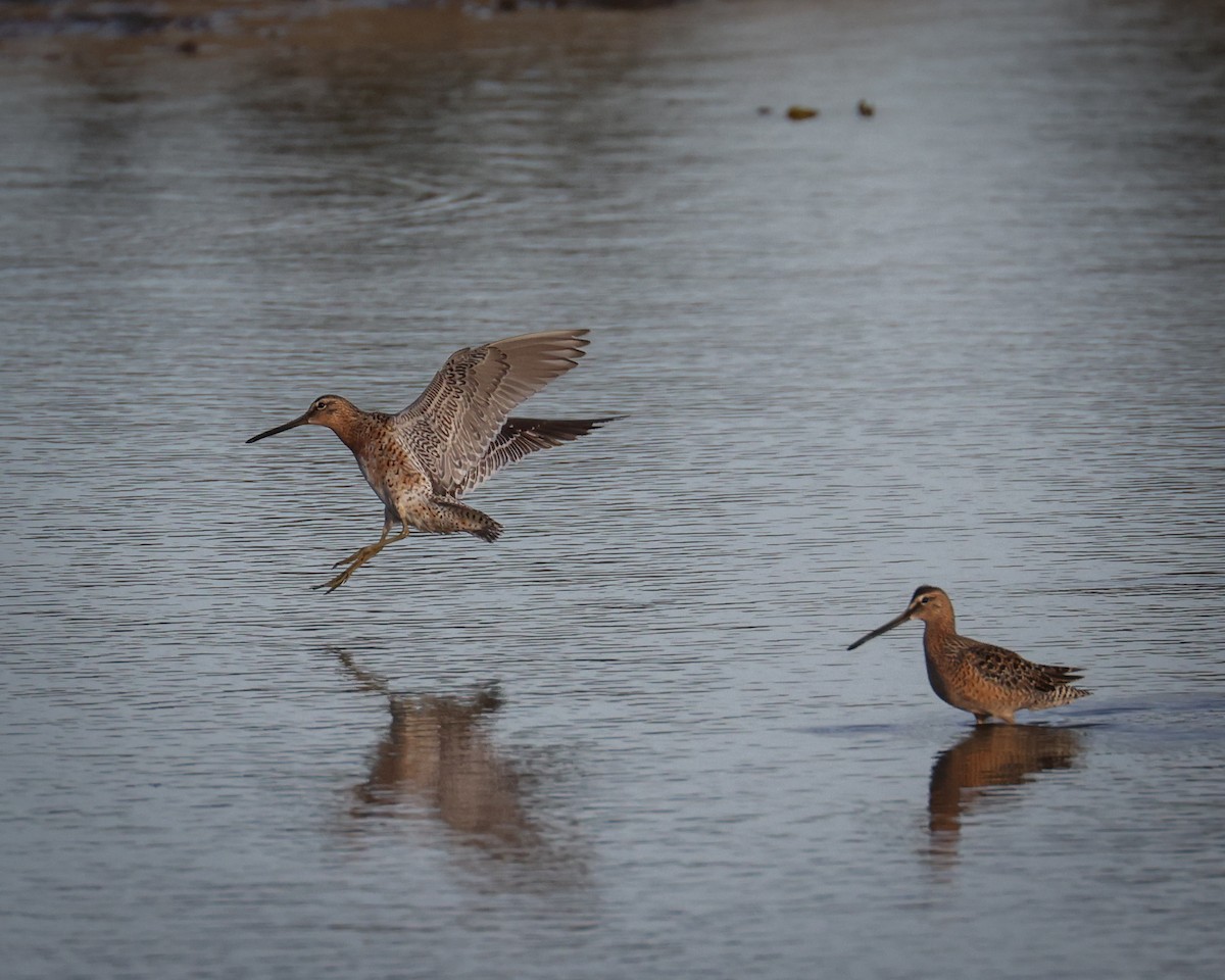 Long-billed Dowitcher - ML618358052