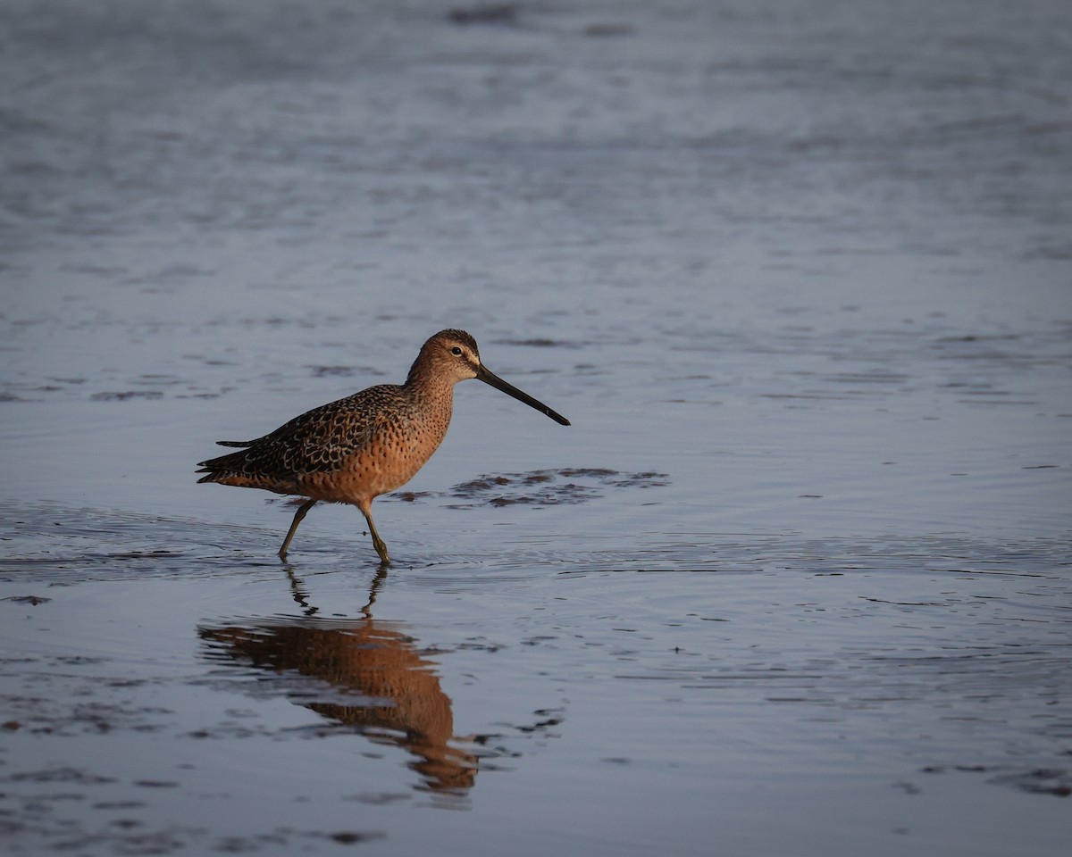 Long-billed Dowitcher - ML618358053