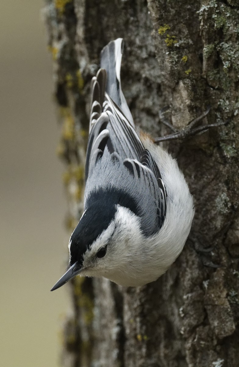 White-breasted Nuthatch - ML618358068
