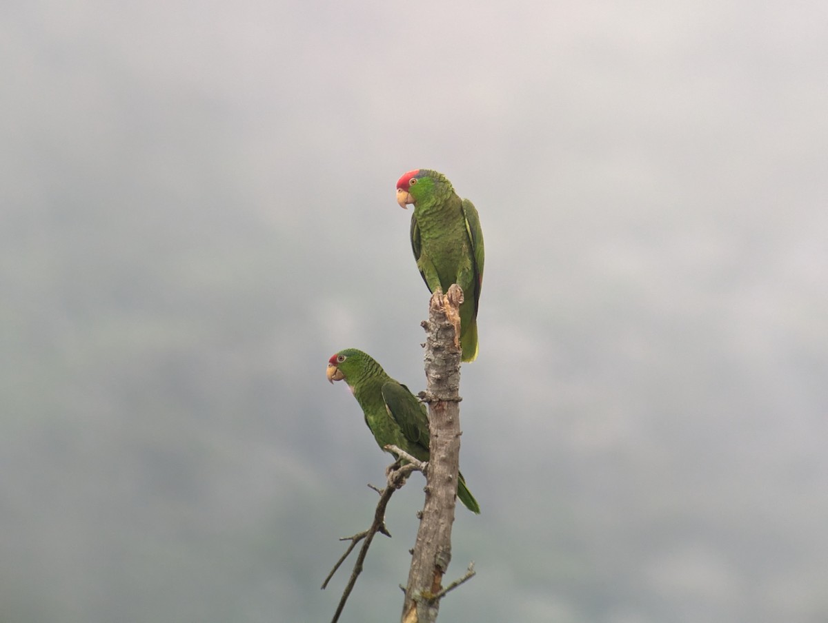 Red-crowned Parrot - ML618358069