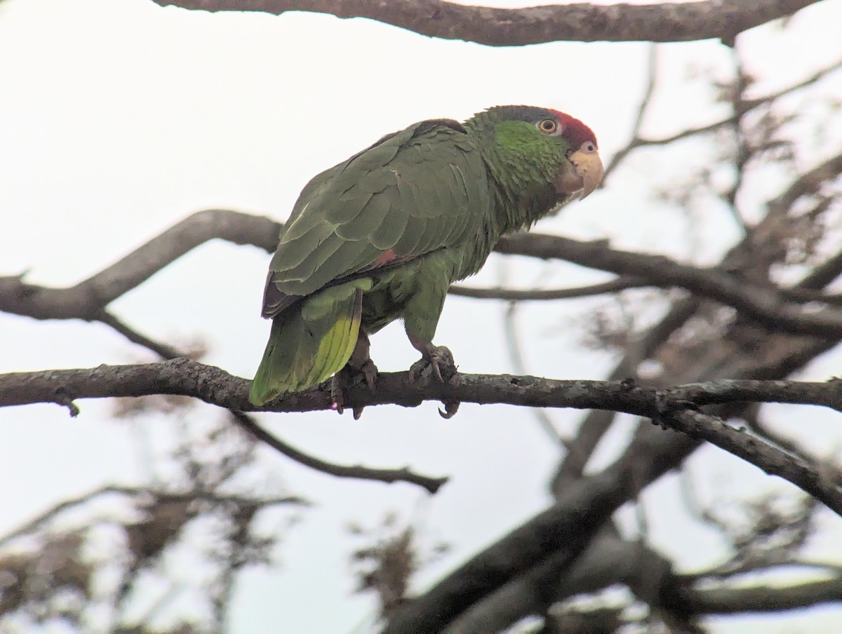 Red-crowned Parrot - Carlos Gonzalez