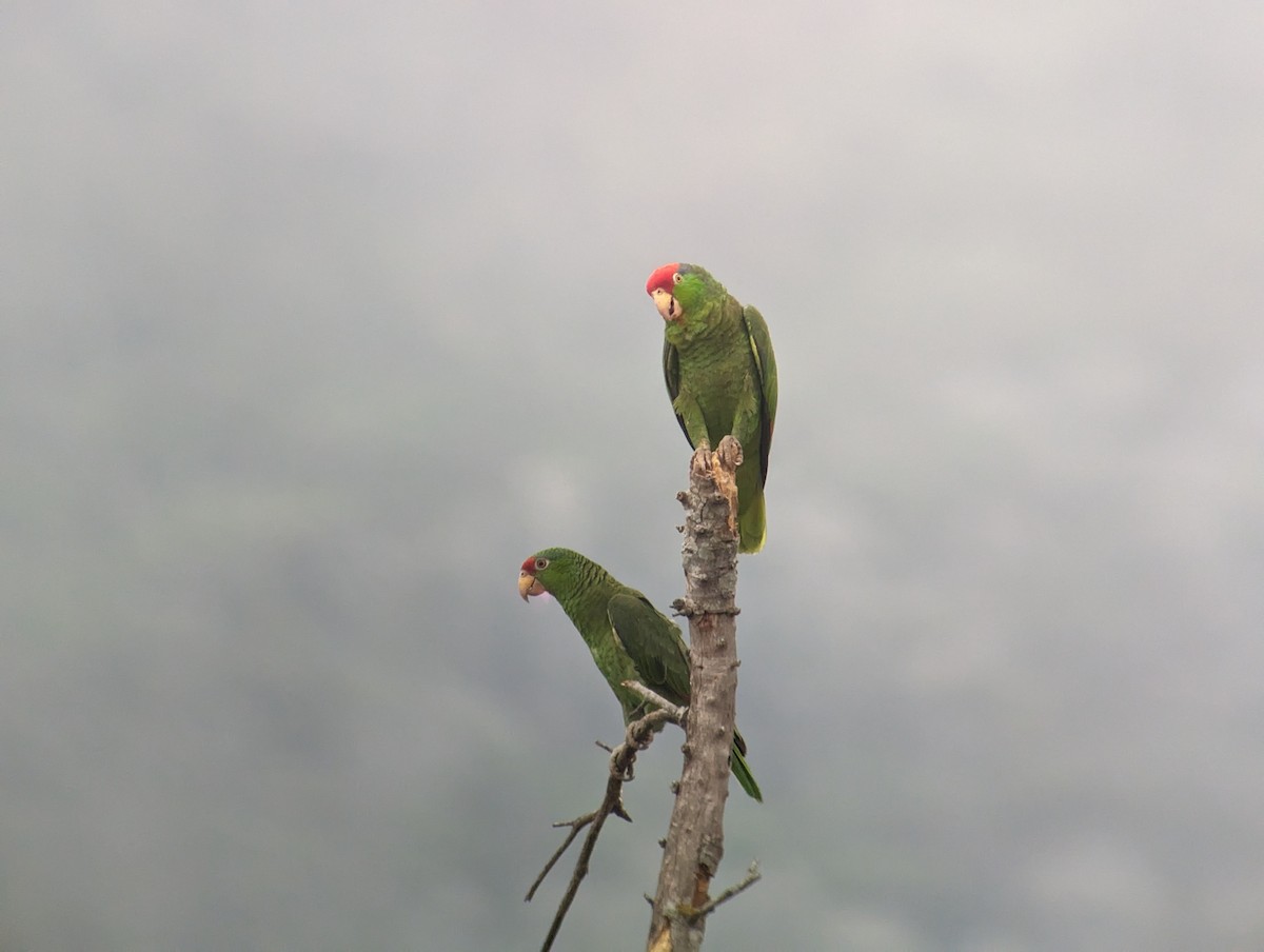 Red-crowned Parrot - ML618358071