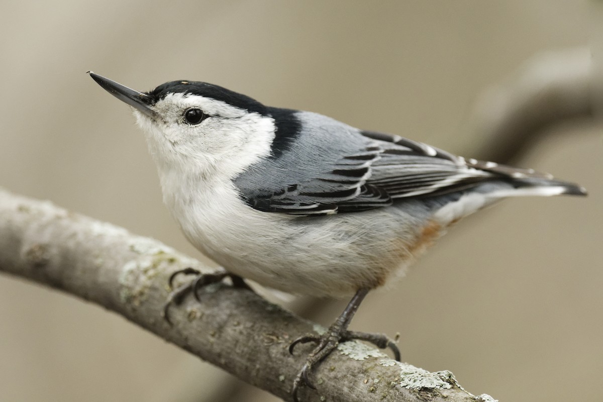 White-breasted Nuthatch - ML618358072