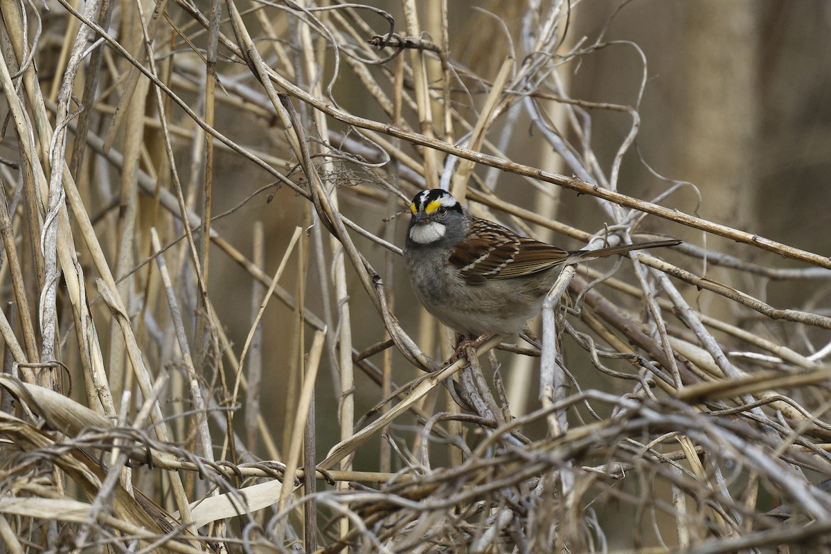 White-throated Sparrow - ML618358104